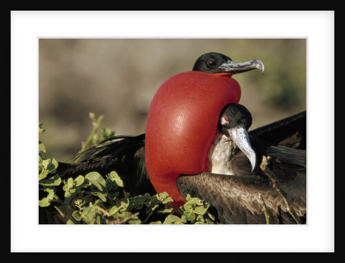 Courtship Display of Frigate Birds by Anonymous
