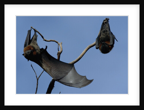 Grey Headed Flying Foxes On Branch by Anonymous