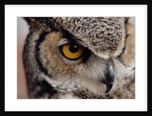 Eye of a Great Horned Owl by Anonymous