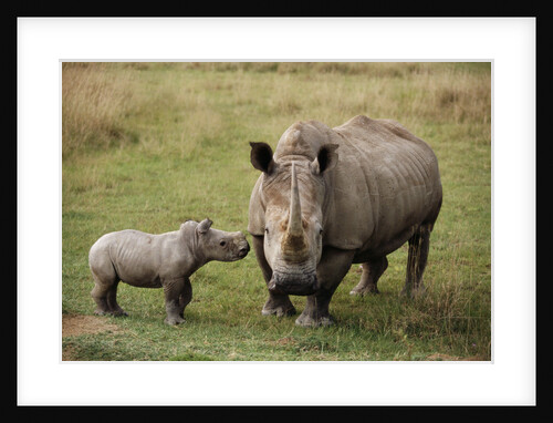 White Rhinoceros With Calf by Anonymous
