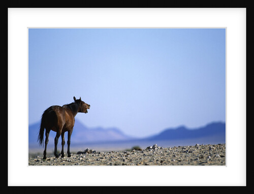 Wild Horse Calling in Namib-Naukluft Park by Anonymous
