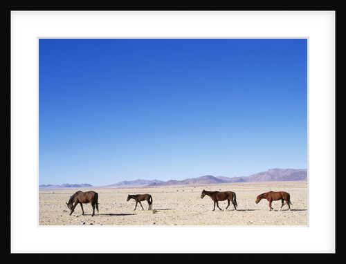 Pack of Wild Horses in Namib Desert by Anonymous