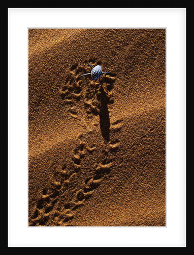 Beetle Crawling Along Sand Dune in Namibia by Anonymous