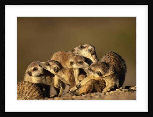 Meerkat Pack in Namibia by Anonymous