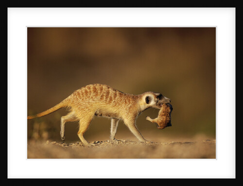 Meerkat Carrying Yearling in Mouth by Anonymous