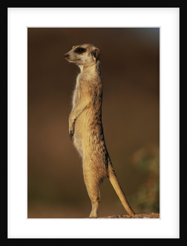 Alert Meerkat Standing Up by Anonymous