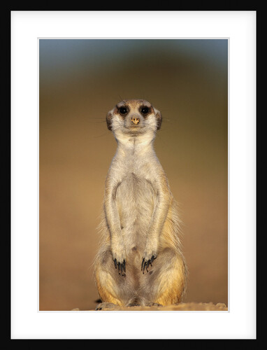 Meerkat Sitting Upright by Anonymous