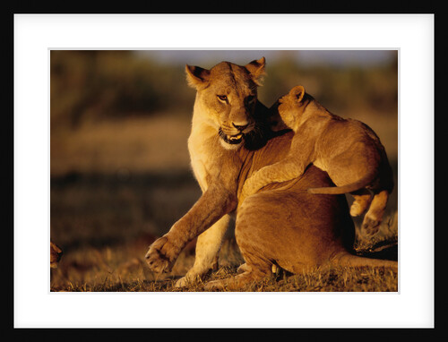 Lioness Playing with Cubs at Dawn by Anonymous