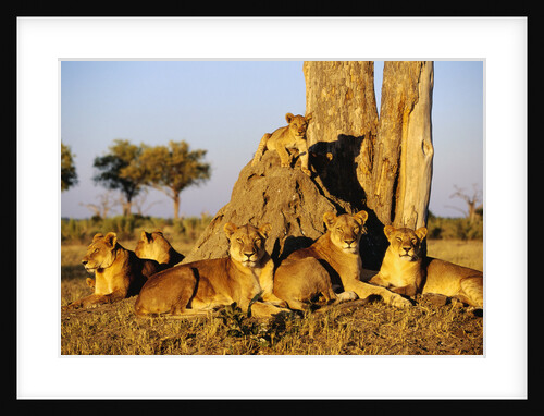 Lion Pride Resting at Acacia Tree by Anonymous