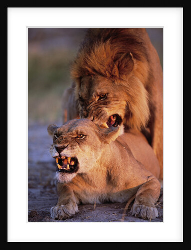 Lions Snarling While Mating by Anonymous