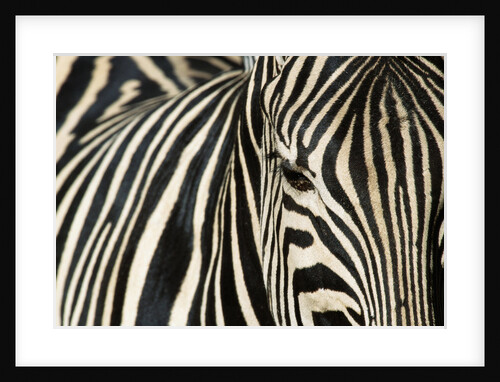 Burchell's Zebra by Anonymous