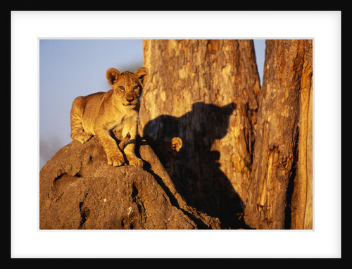 Lion Cub on Termite Mound by Anonymous