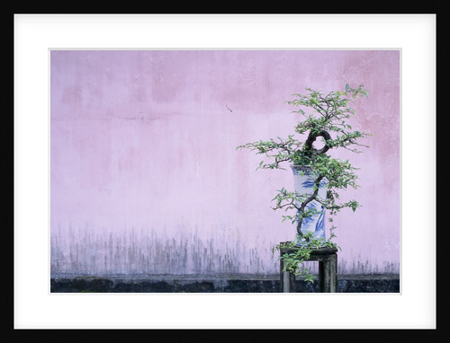 Tree in Vase and Pink Wall by Anonymous