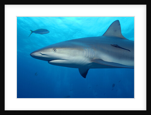 Caribbean Reef Shark by Anonymous