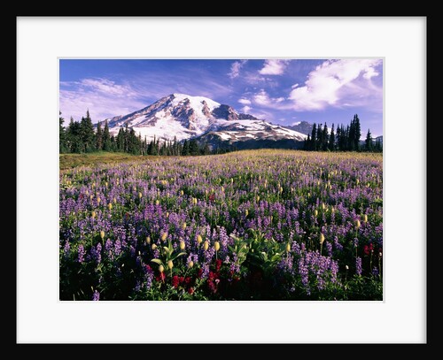 Wildflowers in Mt. Rainier National Park by Anonymous