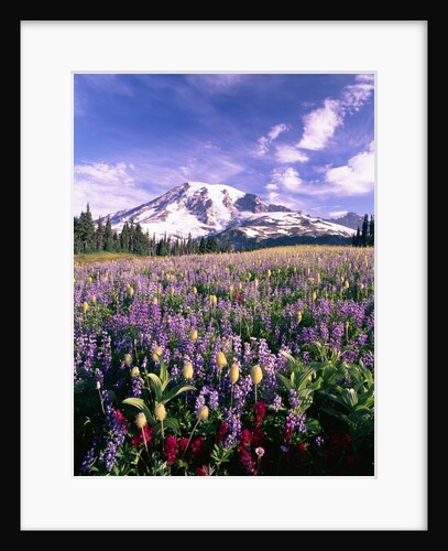 Wildflowers in Mt. Rainier National Park by Anonymous