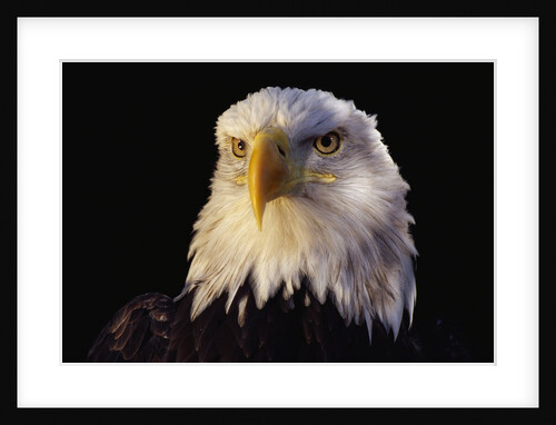 Head of Adult American Bald Eagle by Anonymous