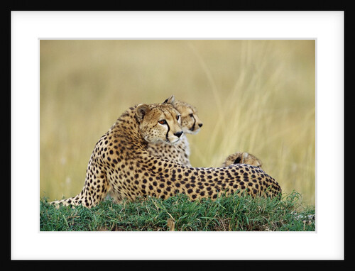 Cheetahs in Kenya by Anonymous