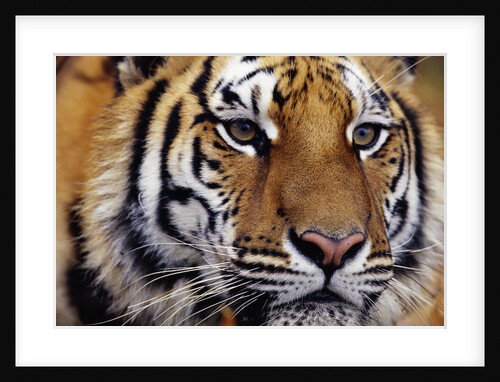 Face of Bengal Tiger by Anonymous