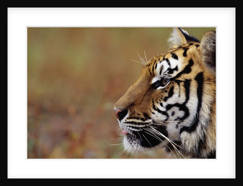 Face of Bengal Tiger in Profile by Anonymous