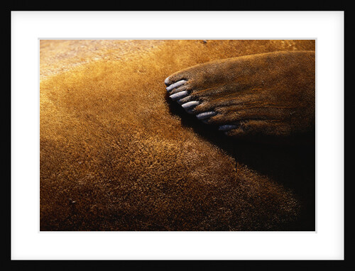 Flipper and Fur of Southern Elephant Seal by Anonymous