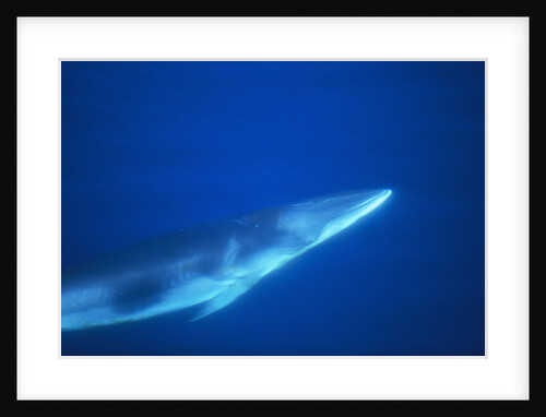 Antarctic Minke Whale by Anonymous