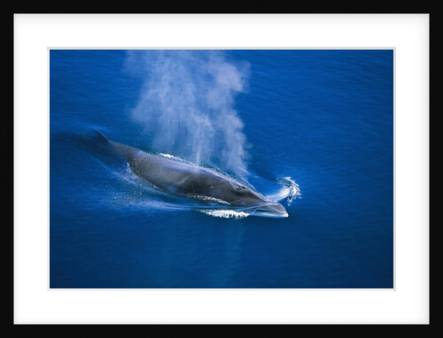 Antarctic Minke Whale Surfacing by Anonymous
