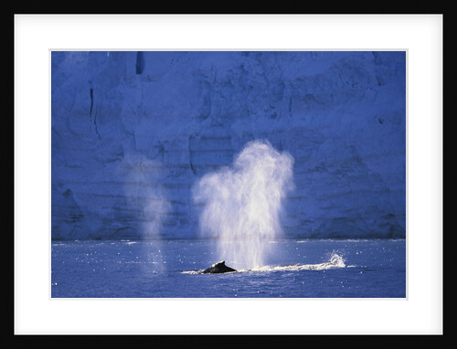 Humpback Whales Blowing in McFarlane Strait in Antarctica by Anonymous