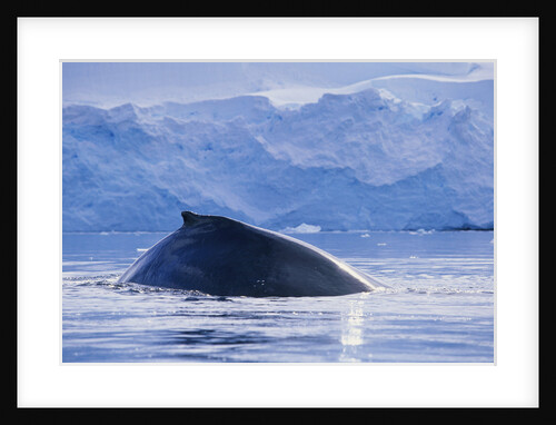 Humpback Whales in Fournier Bay in Antarctica by Anonymous