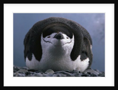 Chinstrap Penguin Resting on Deception Island in Antarctica by Anonymous
