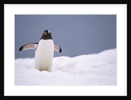 Gentoo Penguin in Deep Snow in Antarctica by Anonymous