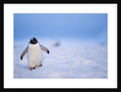 Gentoo Penguin Walking Through Snow in Antarctica by Anonymous