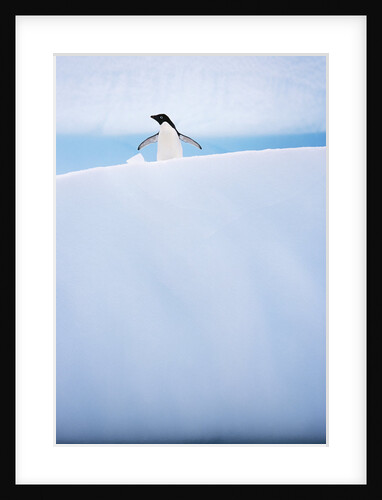 Adelie Penguin on Iceberg in Antarctic Peninsula by Anonymous
