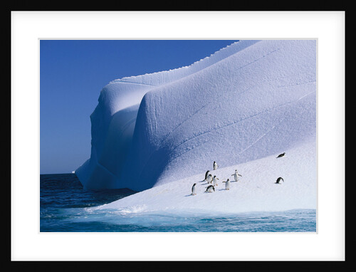 Gentoo and Chinstrap Penguins on Iceberg by Anonymous