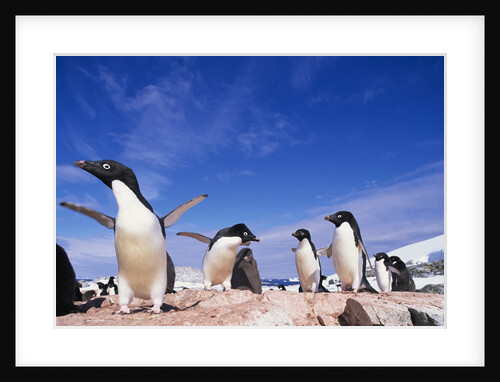 Adelie Penguin Rookery on Petermann Island in Antarctica by Anonymous