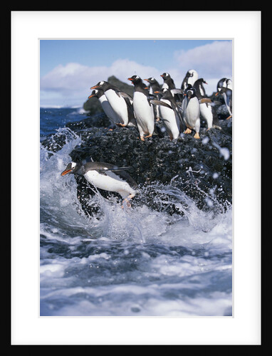 Gentoo Penguins on Livingston Island in Antarctica by Anonymous