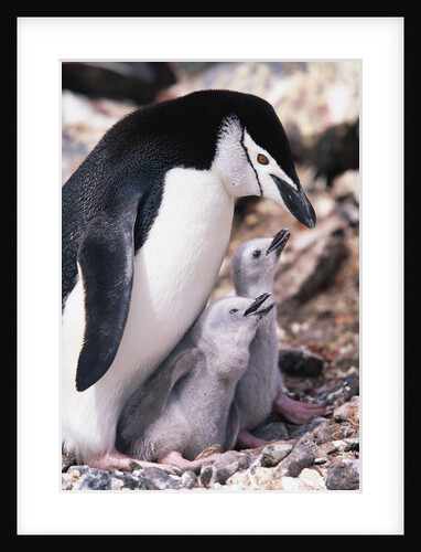 Chinstrap Penguin with Two Chicks in Antarctica by Anonymous