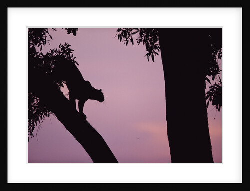 Silhouette of Leopard in Tree by Anonymous