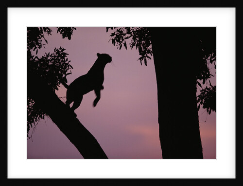 Silhouette of Leopard Leaping Through Trees by Anonymous