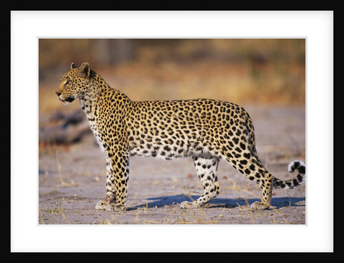 Adult Female Leopard by Anonymous