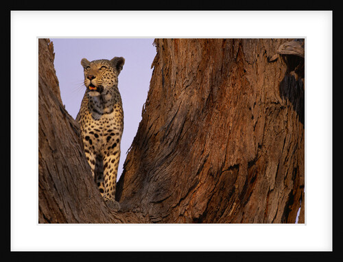 Adult Male Leopard in Tree by Anonymous