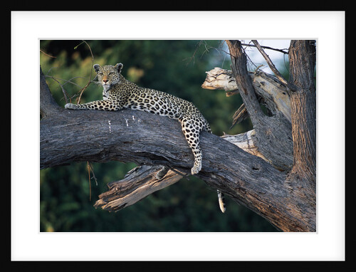 Adult Female Leopard Lying in Tree by Anonymous