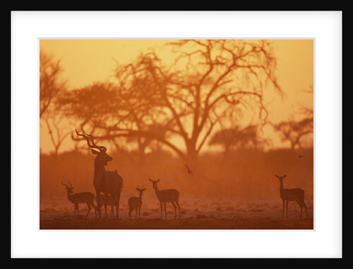 Greater Kudu and Impala Herd at Water Hole by Anonymous