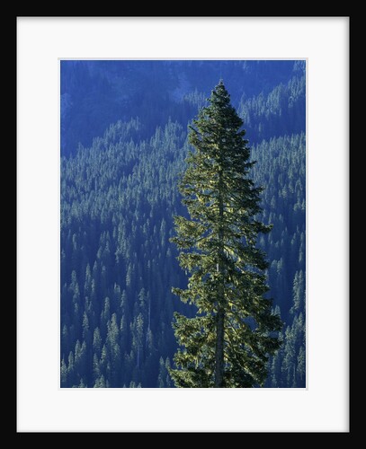 Douglas Fir in Mount Rainier National Park by Anonymous