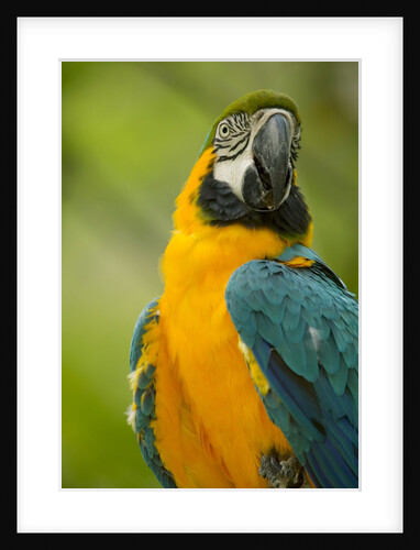 Blue and Gold Macaw by Anonymous