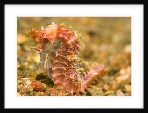 Spotted Seahorse by Anonymous
