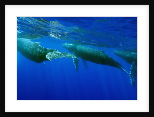 Humpback Whales Surfacing by Anonymous