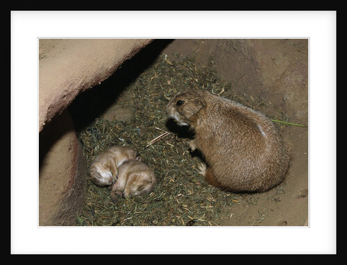 Female Prairie Dog with Pups by Anonymous