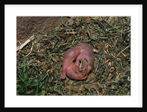 One Week Old Black-Tailed Prairie Dogs by Anonymous