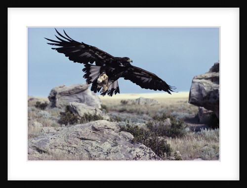 Golden Eagle with Prairie Dog by Anonymous